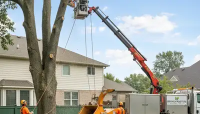 Professional tree removal crew trimming oak in Cherry Hill, NJ yard