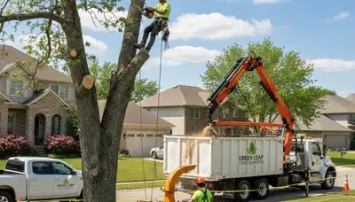 Professional tree removal crew cutting oak tree in Cherry Hill, NJ for Chop Chop Tree service