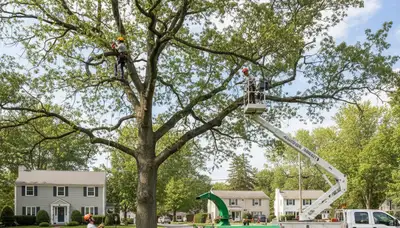 Professional tree removal service in Cherry Hill NJ by certified arborists
