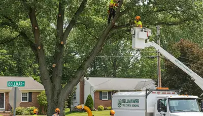 Professional tree removal service in Cherry Hill NJ by local certified arborists