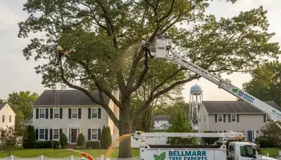 Professional tree removal service in Cherry Hill NJ by certified arborists
