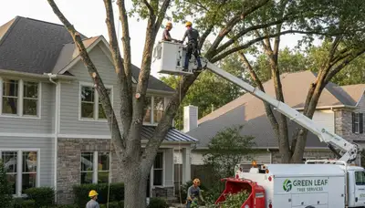 Arborist trimming tree branches in Cherry Hill, NJ for professional canopy and tree care services