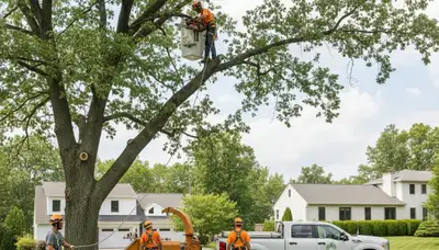 Professional tree removal service equipment in Cherry Hill, NJ by certified arborists