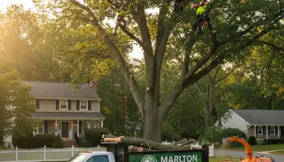Professional tree removal service in Cherry Hill NJ by certified local arborists