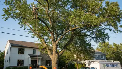 Professional tree removal service in Cherry Hill NJ by certified arborists