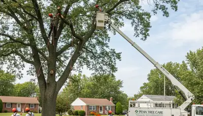 Professional tree removal service team working safely in Cherry Hill, NJ