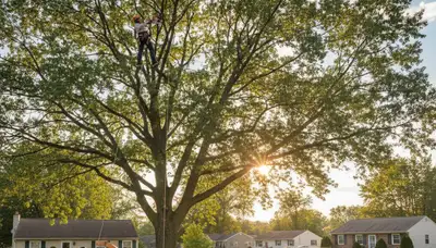 Professional tree removal service in Cherry Hill NJ by certified arborists